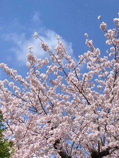 桜、お別れ、感謝、応援